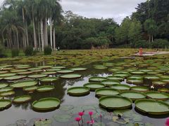 -中国科学院西双版纳热带植物园