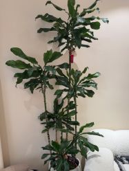 -KONSISTANT科思坦汀问题肌·科技美肤