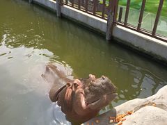 -灵玲国际马戏城