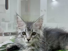 -青奢宠物·青奢猫舍