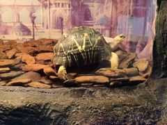 -上海大自然野生昆虫馆(东方明珠·爬宠昆虫探索中心)