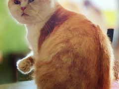 -猫猫幼稚园·撸猫·桌游·电玩