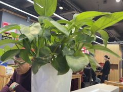-川大刘肥肠鸡(北国店)