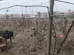 -菊园百果园