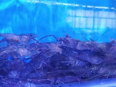 -八仔大富楼·河鲜(西江店)