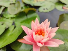-中国科学院华南植物园
