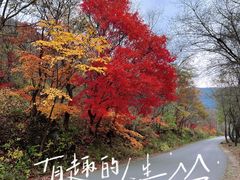 -龙道沟景区