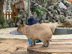 -合肥野生动物园