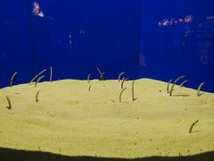 -上海海洋水族馆