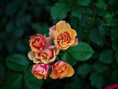 -苏州河梦清园环保主题公园