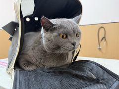 -瑞派康怡24h宠物医院·犬猫医疗中心·微创绝育(瑞景分院)