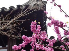 -留园
