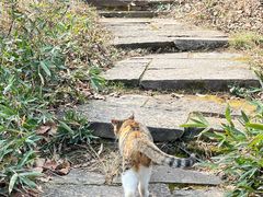 -杭州半山国家森林公园