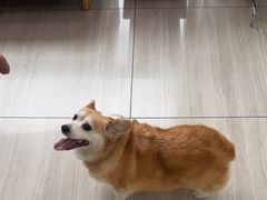 -申普宠物医院·眼科·心内科·影像科(普陀分院)