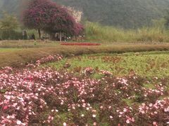 -靖西鹅泉风景区