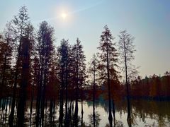 -白鹭湾湿地公园