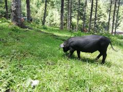 -硗碛藏寨·神木垒景区