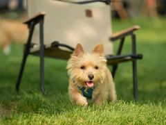 -爪吧宠物乐园 (温榆河示范区店)