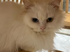 -楼上猫咖(罗湖店)