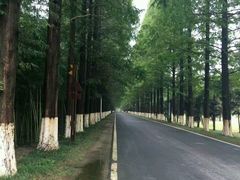 -黄海国家森林公园