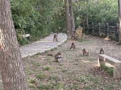 -苏州上方山国家森林公园