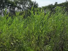 -绿堤公园