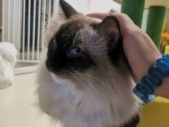 -猫在这儿猫咪咖啡馆·撸猫馆