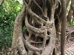 -中国科学院西双版纳热带植物园