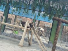 -栾川竹海野生动物园