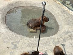 -廊坊固安福朋喜来登酒店