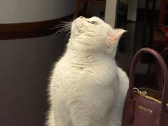 -美美宠物诊疗中心·异宠·骨科(滨江东信分院)