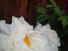 -京都冈本和服体验租赁店(祗园店)