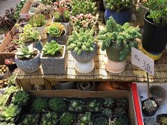 -双季花艺园艺市场(浦东店)