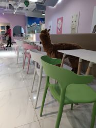 -Moni星球萌宠·小马宝莉·灵蛇·高端高阶全萌宠互动体验俱乐部(红豆国际广场店)