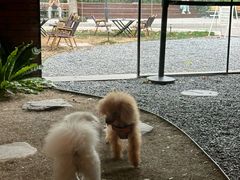 -J Create城市露营咖啡·简餐·宠物(上海动物园店)