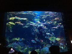-暹罗海洋世界