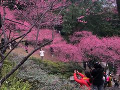 -重庆彩云湖湿地公园