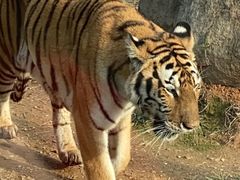 -泉州海丝野生动物世界