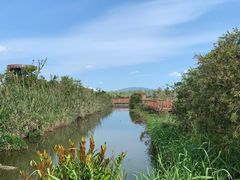 -芒洲湿地公园