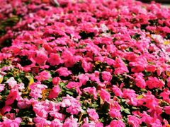 -深圳国际园林花卉博览园