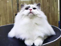 -汪小喵宠物·戴维斯乐芳希施宠馨宝皮毛调理洗护店