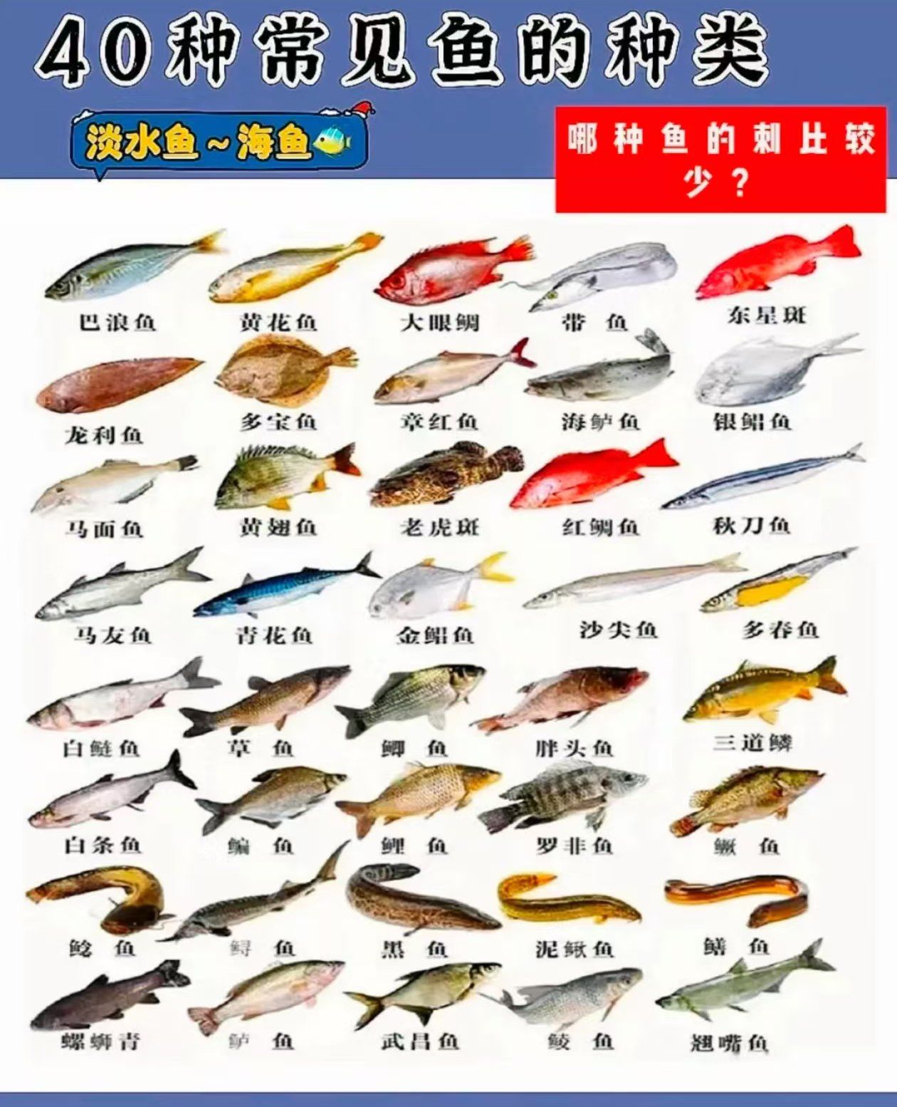 你喜欢吃什么样的鱼?