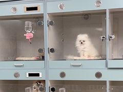 -萌宠之家·腊肠犬·马尔泰·小体犬舍
