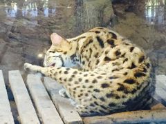 -清迈夜间动物园