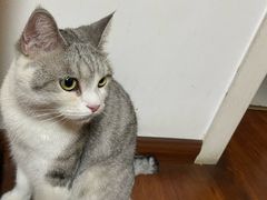 -瑞派宠物医院·犬猫全科·猫友好(宾水西道店)