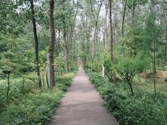 -合肥滨湖国家森林公园