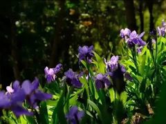 -永定河休闲森林公园