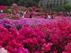 -莲花山公园