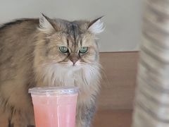 -滚猫咖啡·猫咖·猫友好撸猫(未来城店)
