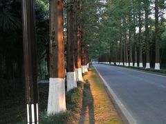 -黄海国家森林公园